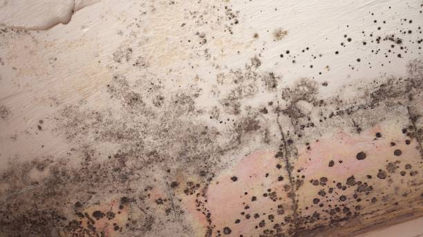 Best Emergency Mold Remediation  in Pflugerville, TX